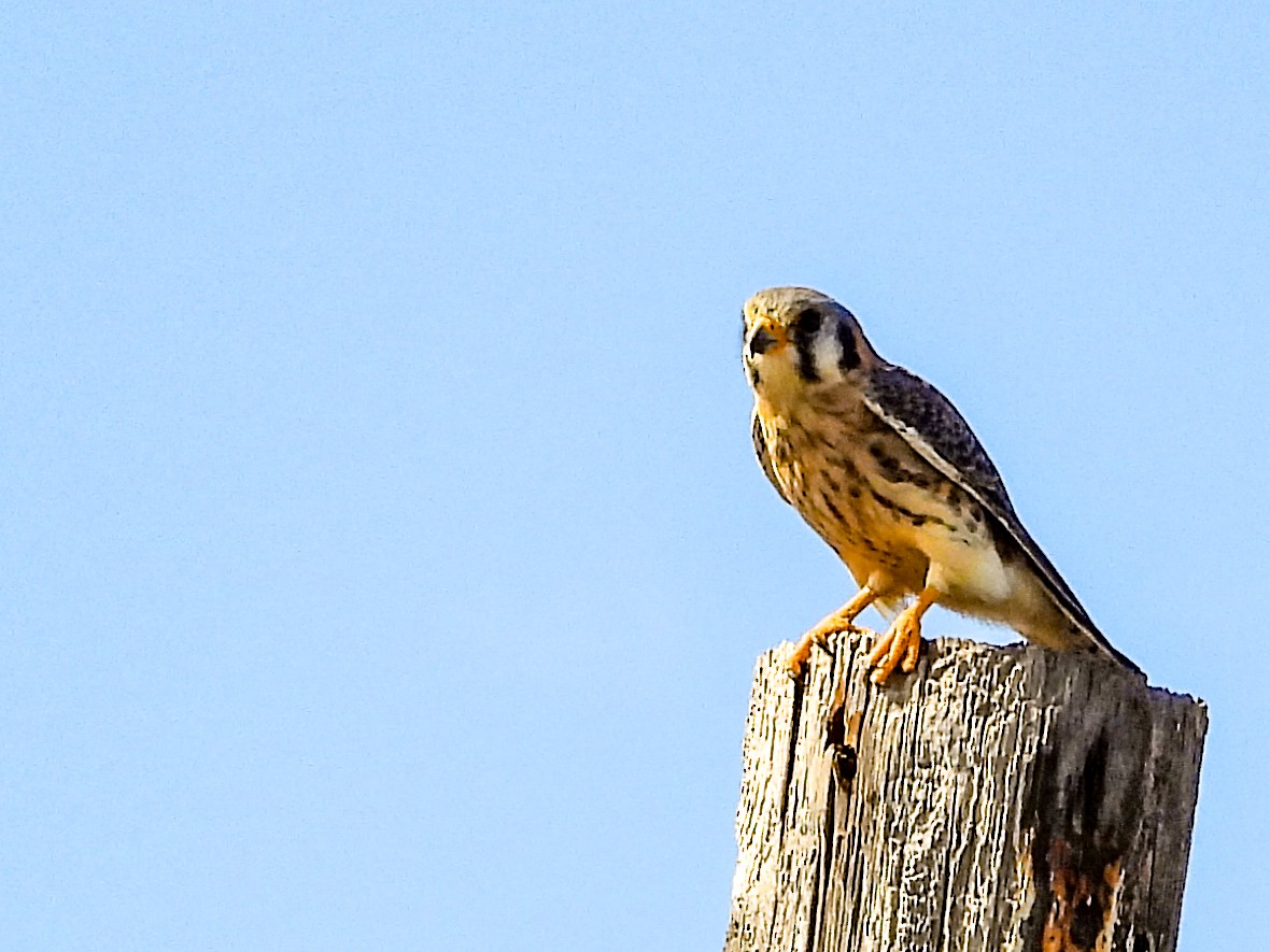Cernícalo Americano - ML645951280