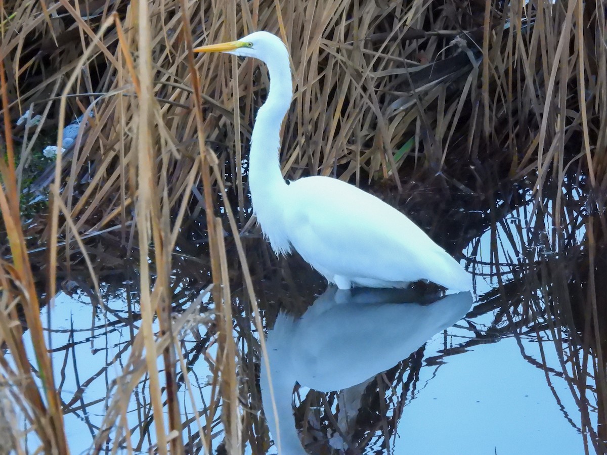 Garceta Grande - ML645951281