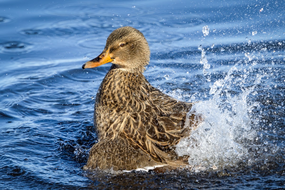 Ánade Azulón - ML645951282