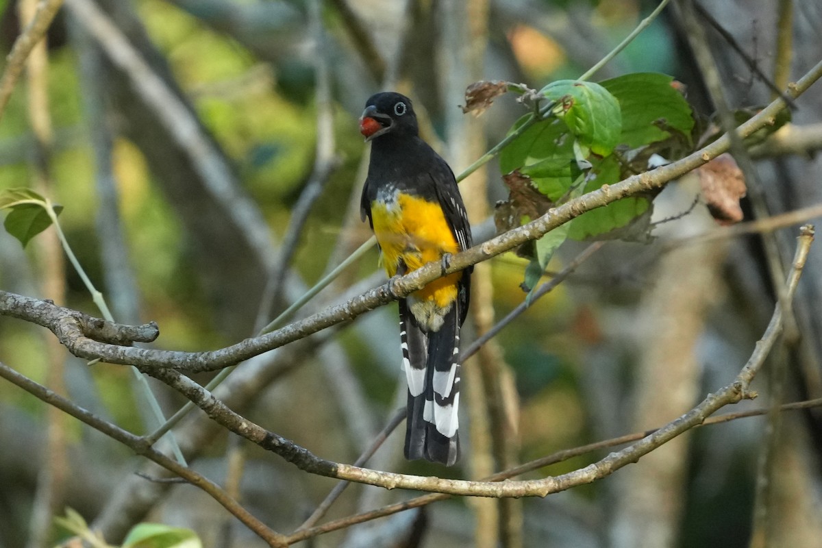 Trogón Cabecinegro - ML645951283