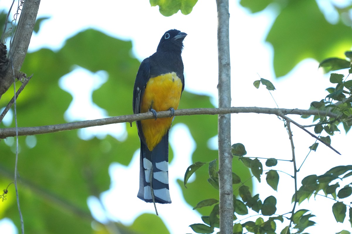 Trogón Cabecinegro - ML645951284