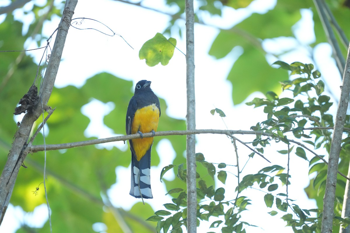 Trogón Cabecinegro - ML645951285