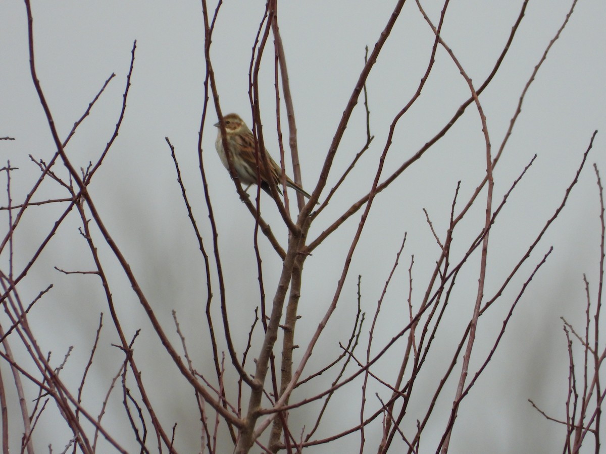 Escribano Palustre - ML645951286