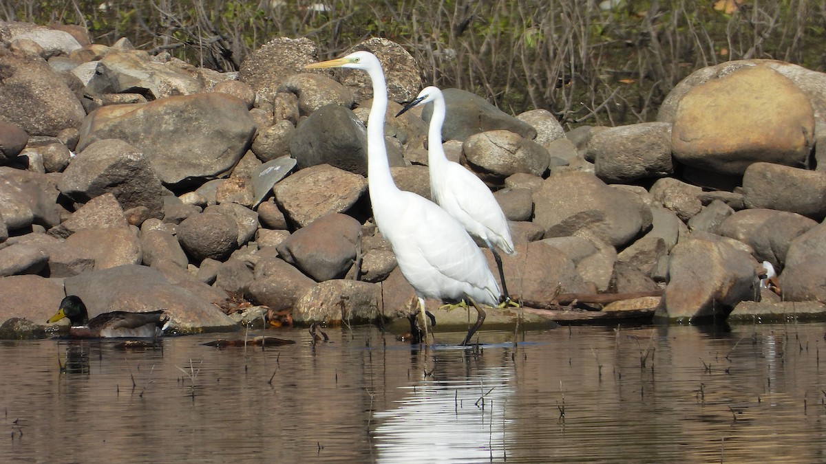 Garceta Grande - ML645951287