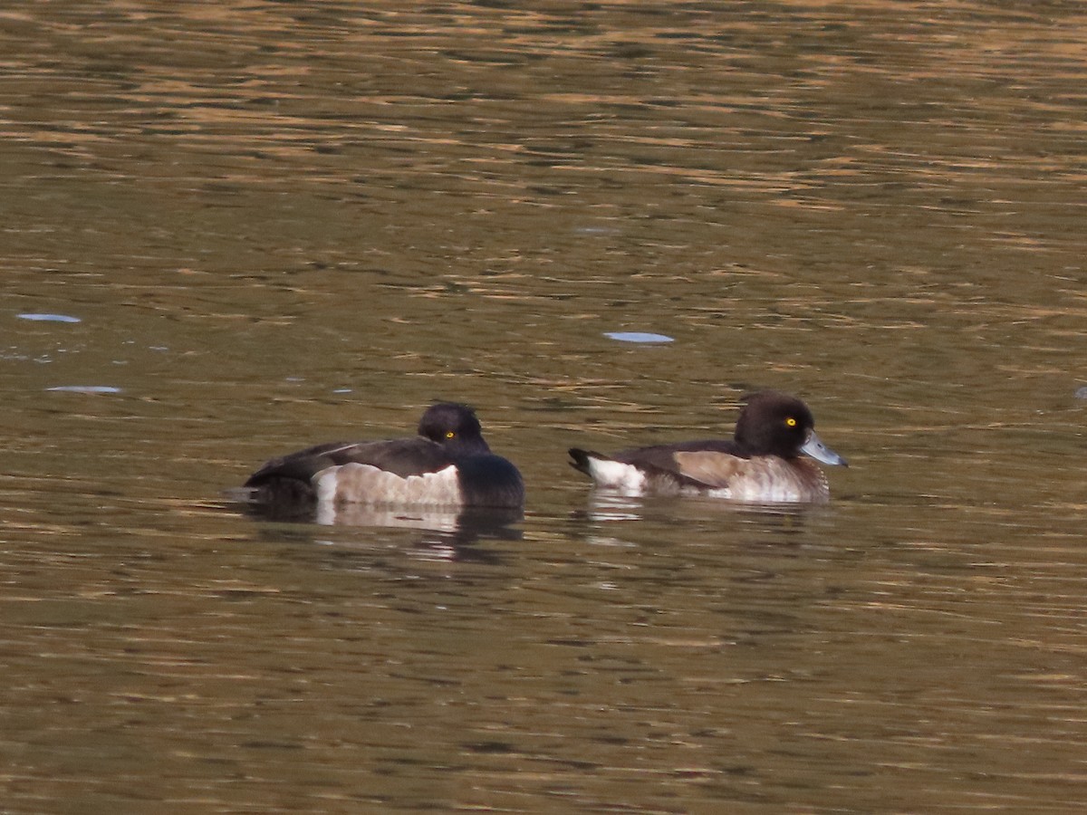 Porrón Moñudo - ML645951288