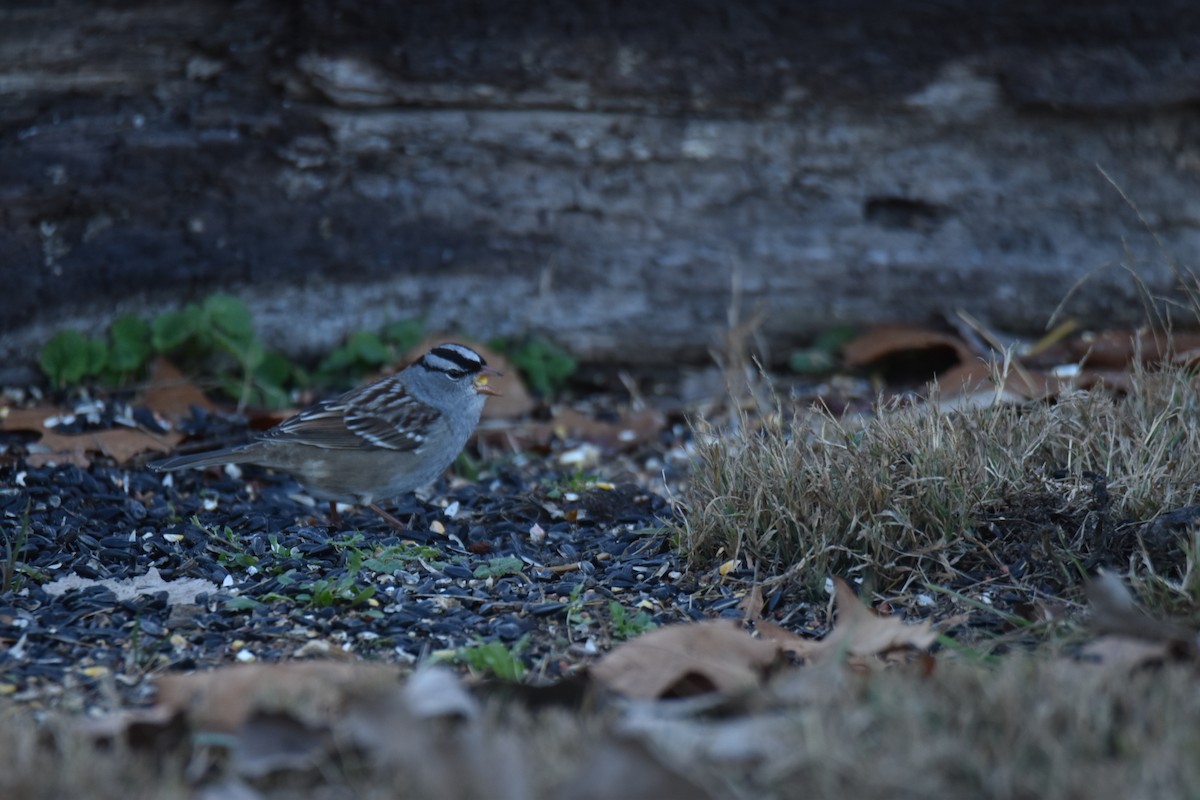 Chingolo Coroniblanco - ML645951289
