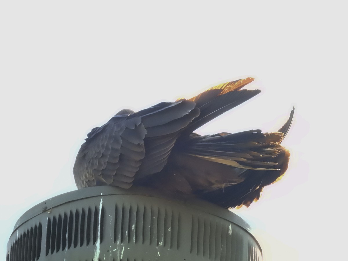 Aura Gallipavo - ML645951290