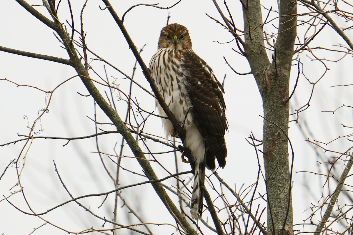 Gavilán de Cooper - ML645951292