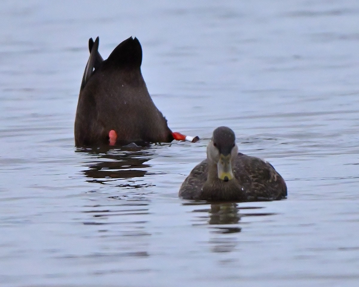 Ánade Sombrío - ML645951294