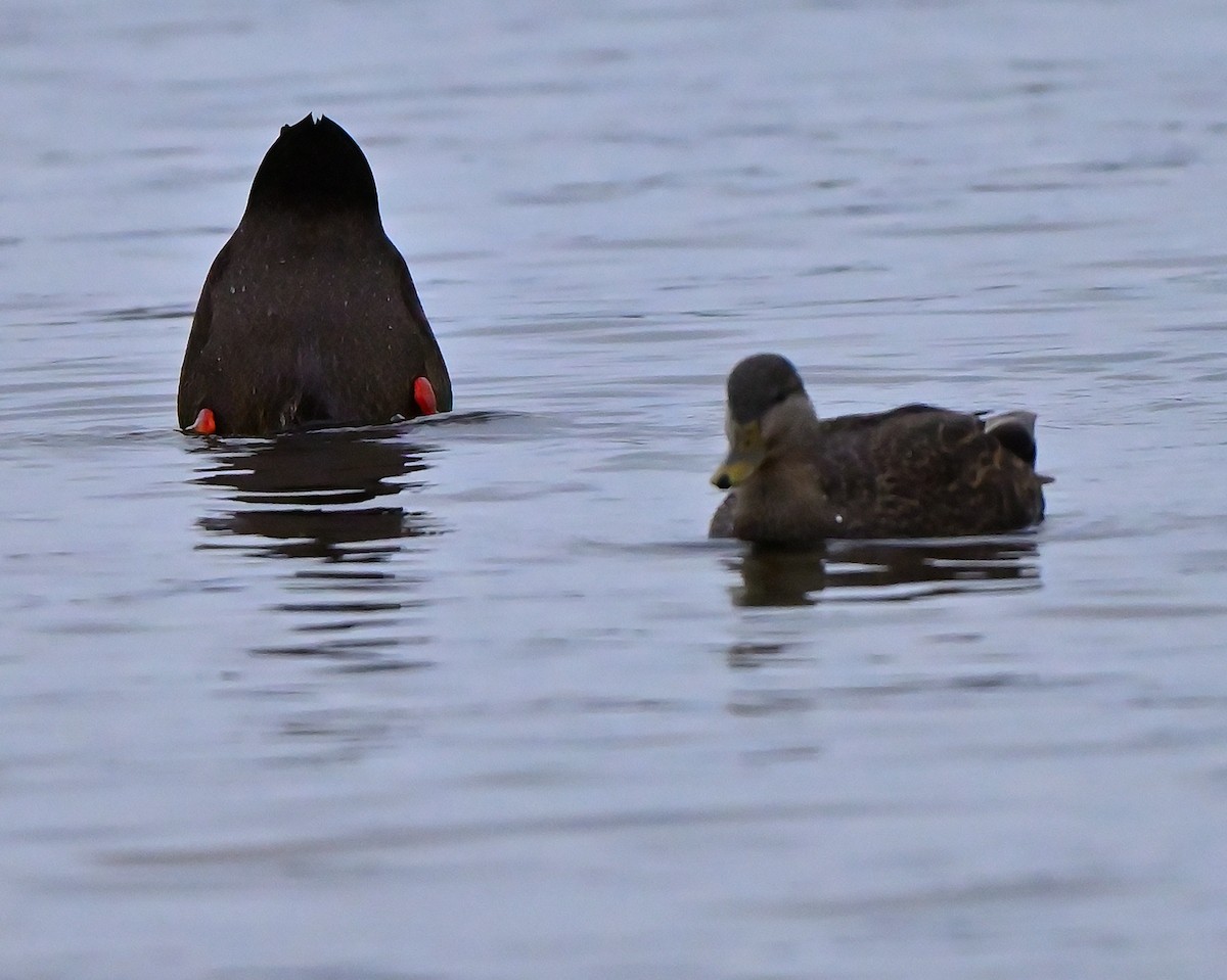 Ánade Sombrío - ML645951295