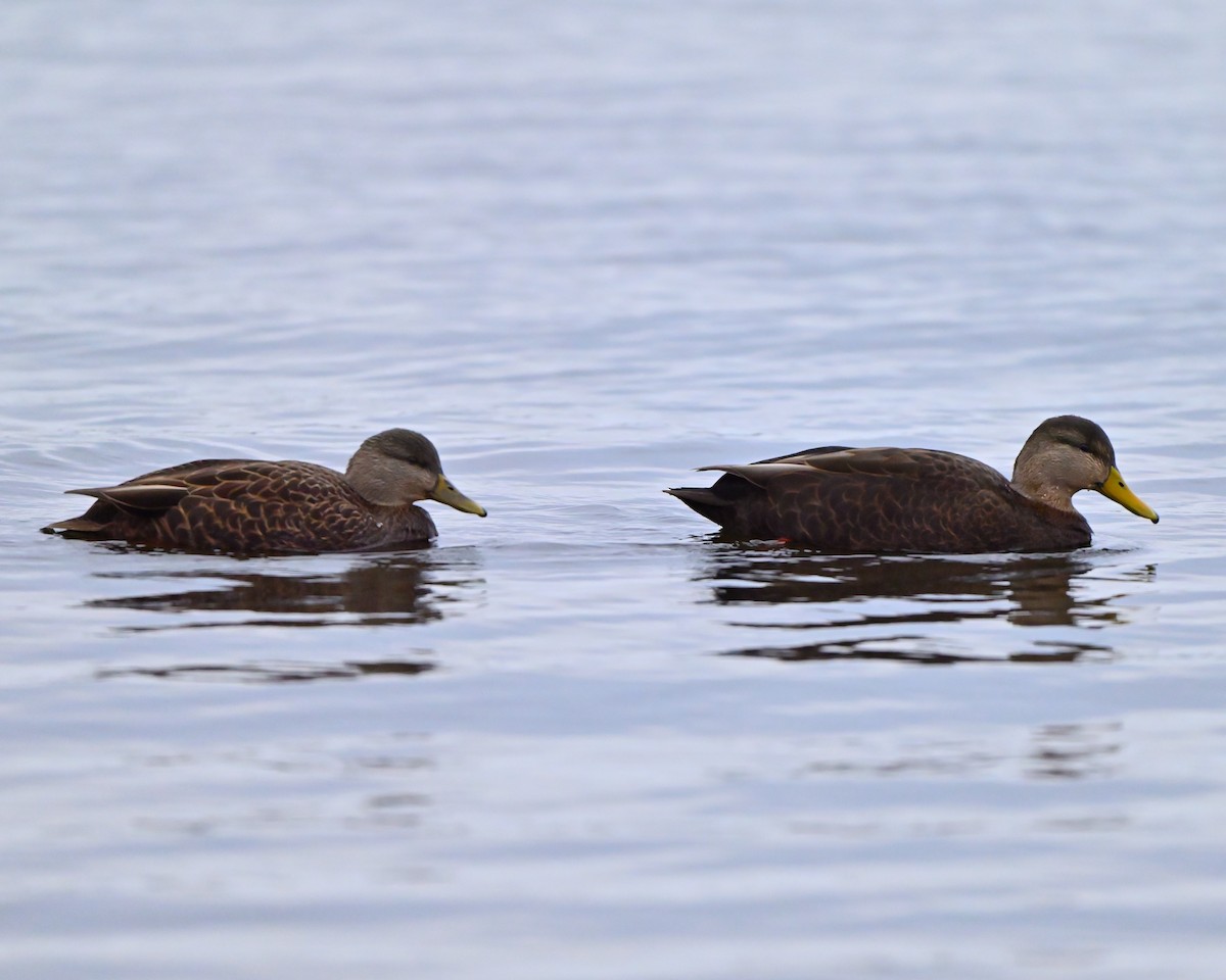 Ánade Sombrío - ML645951296