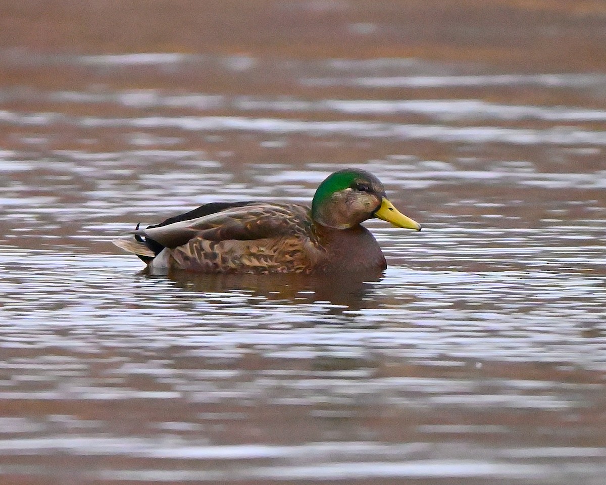 Mallard x American Black Duck (hybrid) - ML645951299