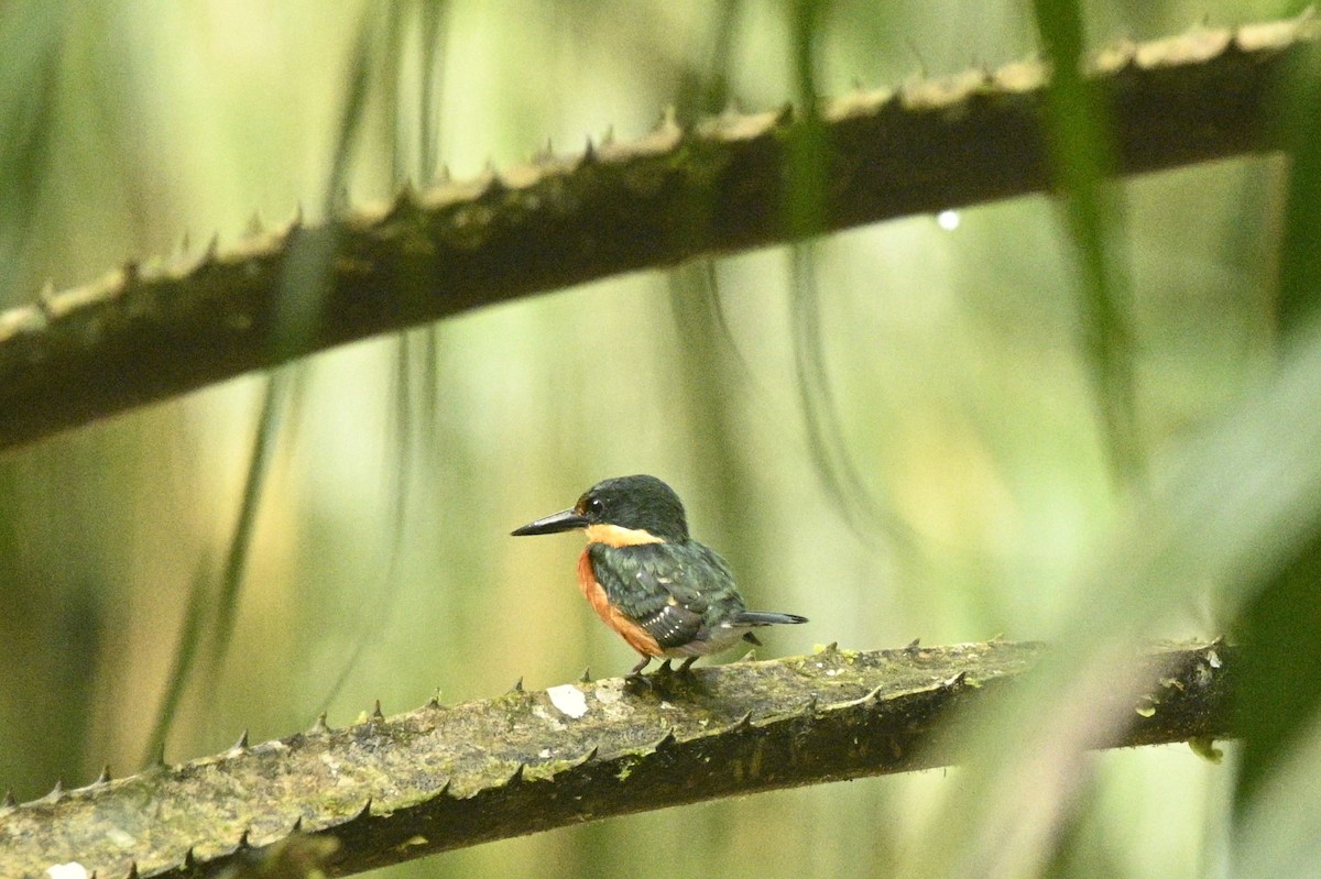 American Pygmy Kingfisher - ML645951300