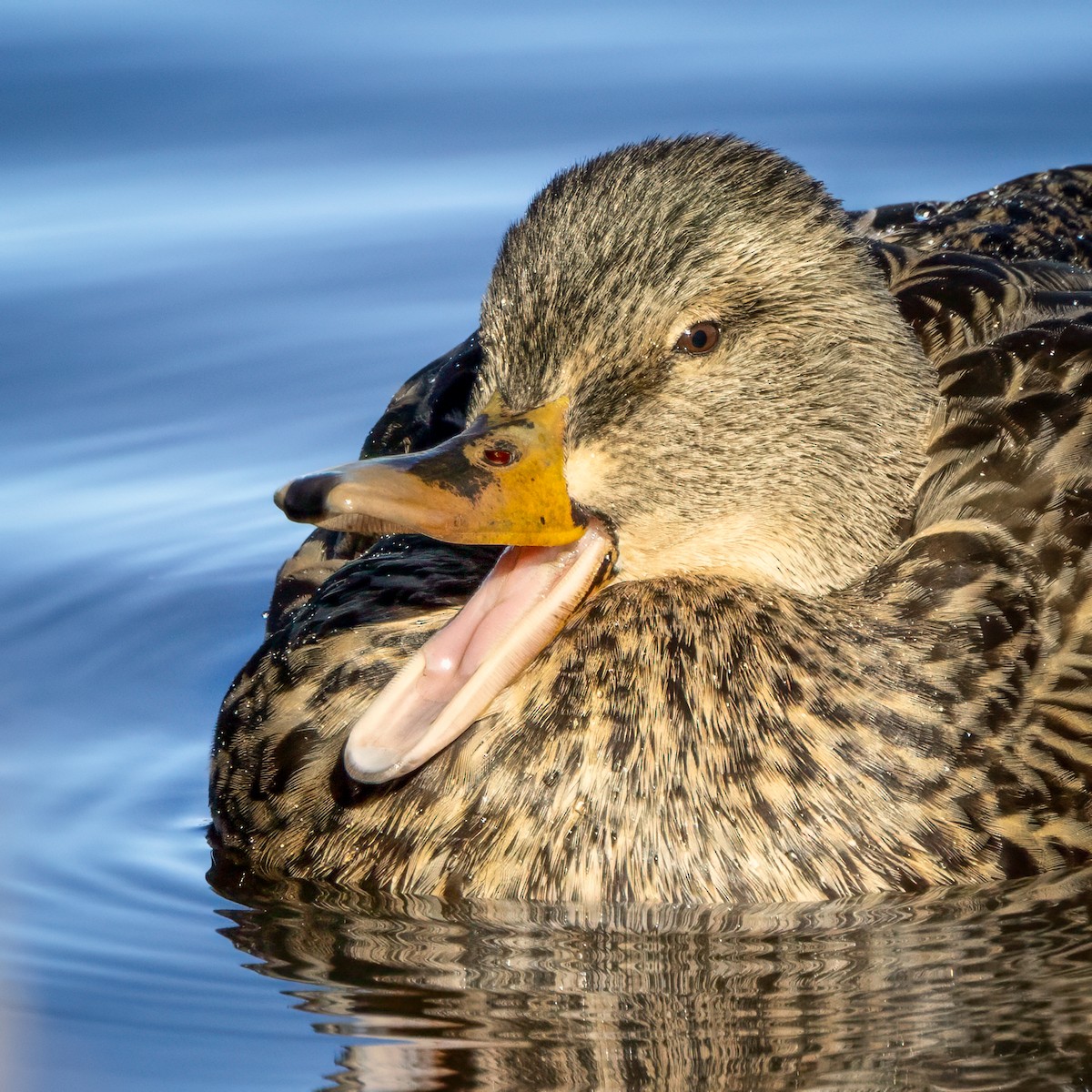 Mallard - ML645951301