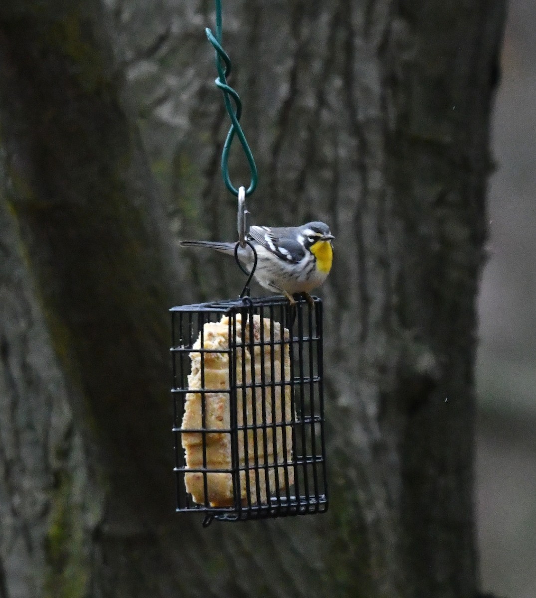 Yellow-throated Warbler - ML645951303