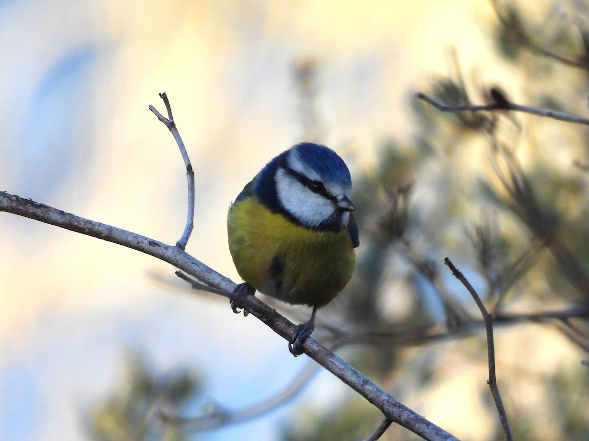 Eurasian Blue Tit - ML645951305