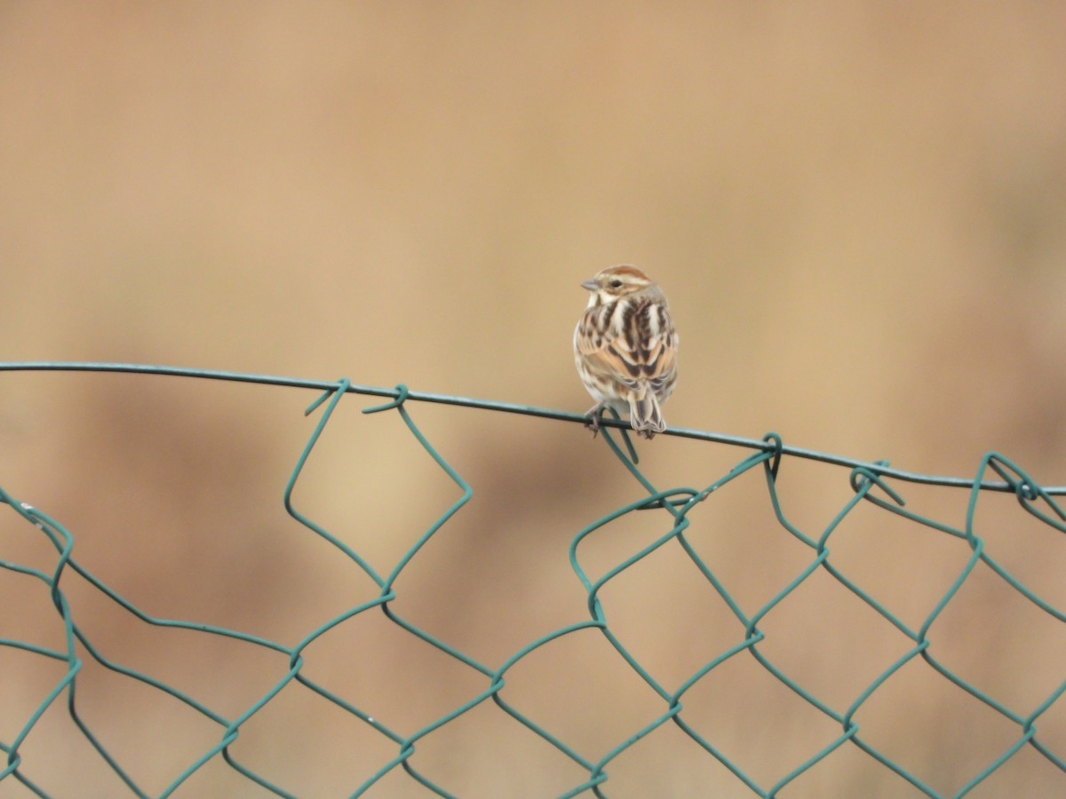 Reed Bunting - ML645951312