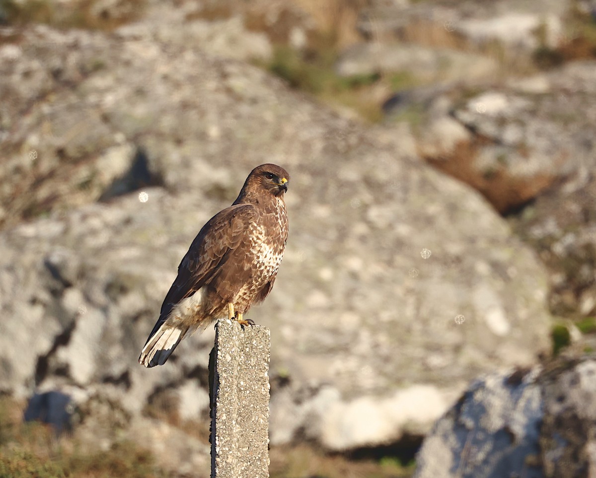Common Buzzard - ML645951314