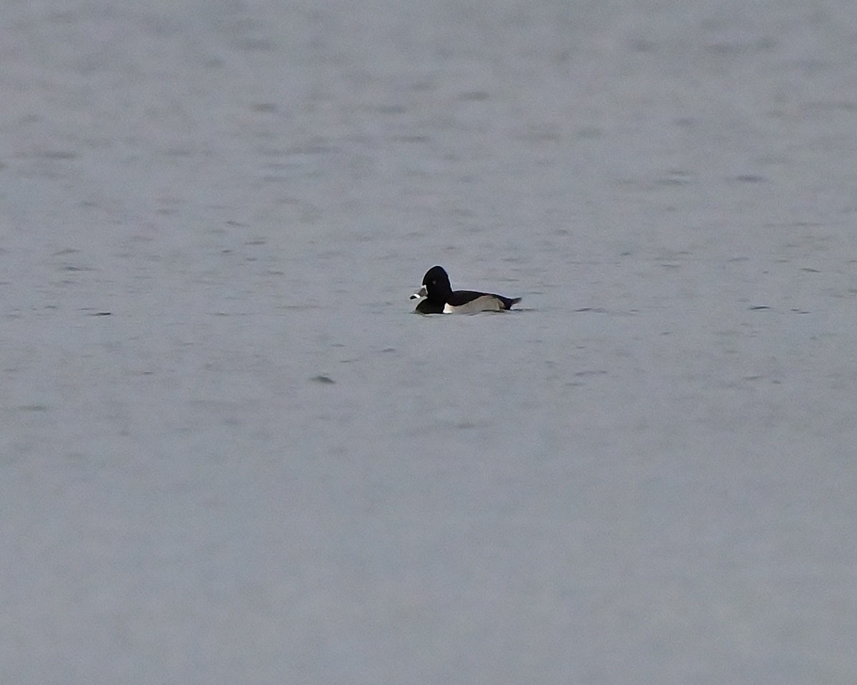Ring-necked Duck - ML645951316