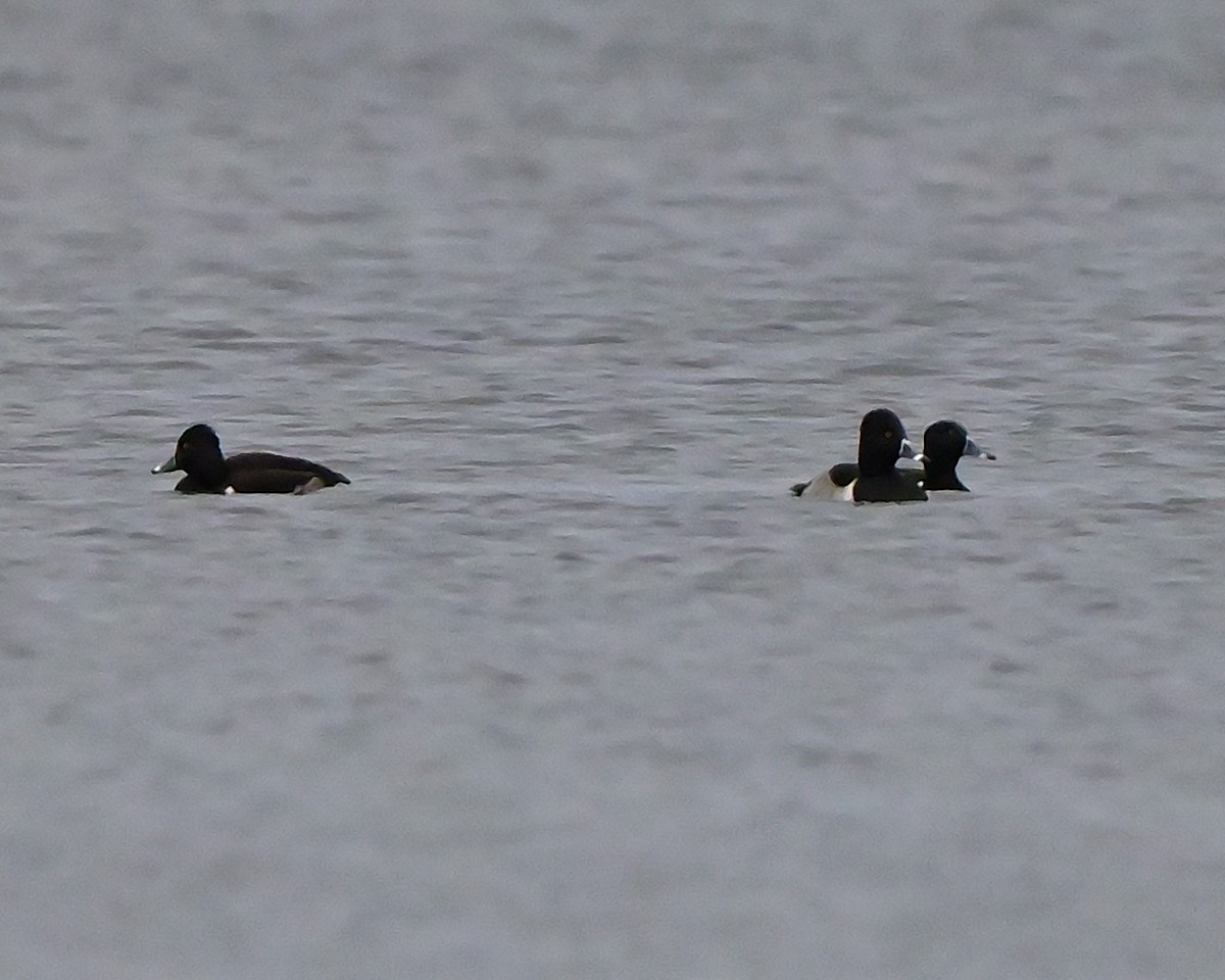 Ring-necked Duck - ML645951317