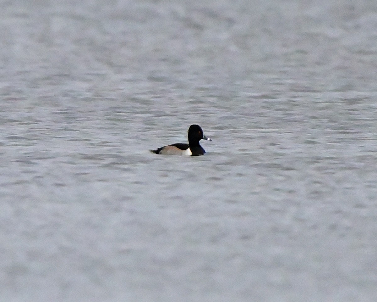 Ring-necked Duck - ML645951318