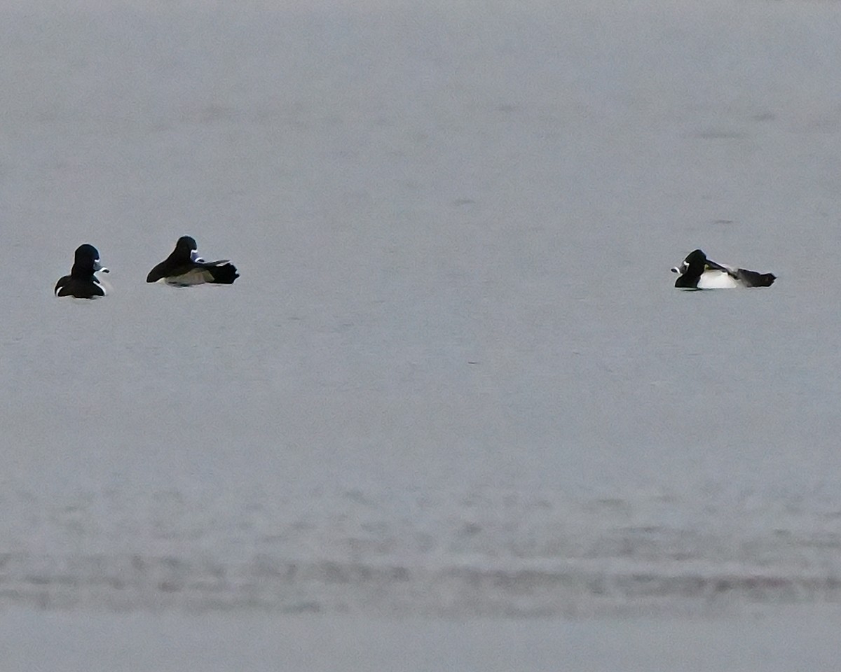 Ring-necked Duck - ML645951319
