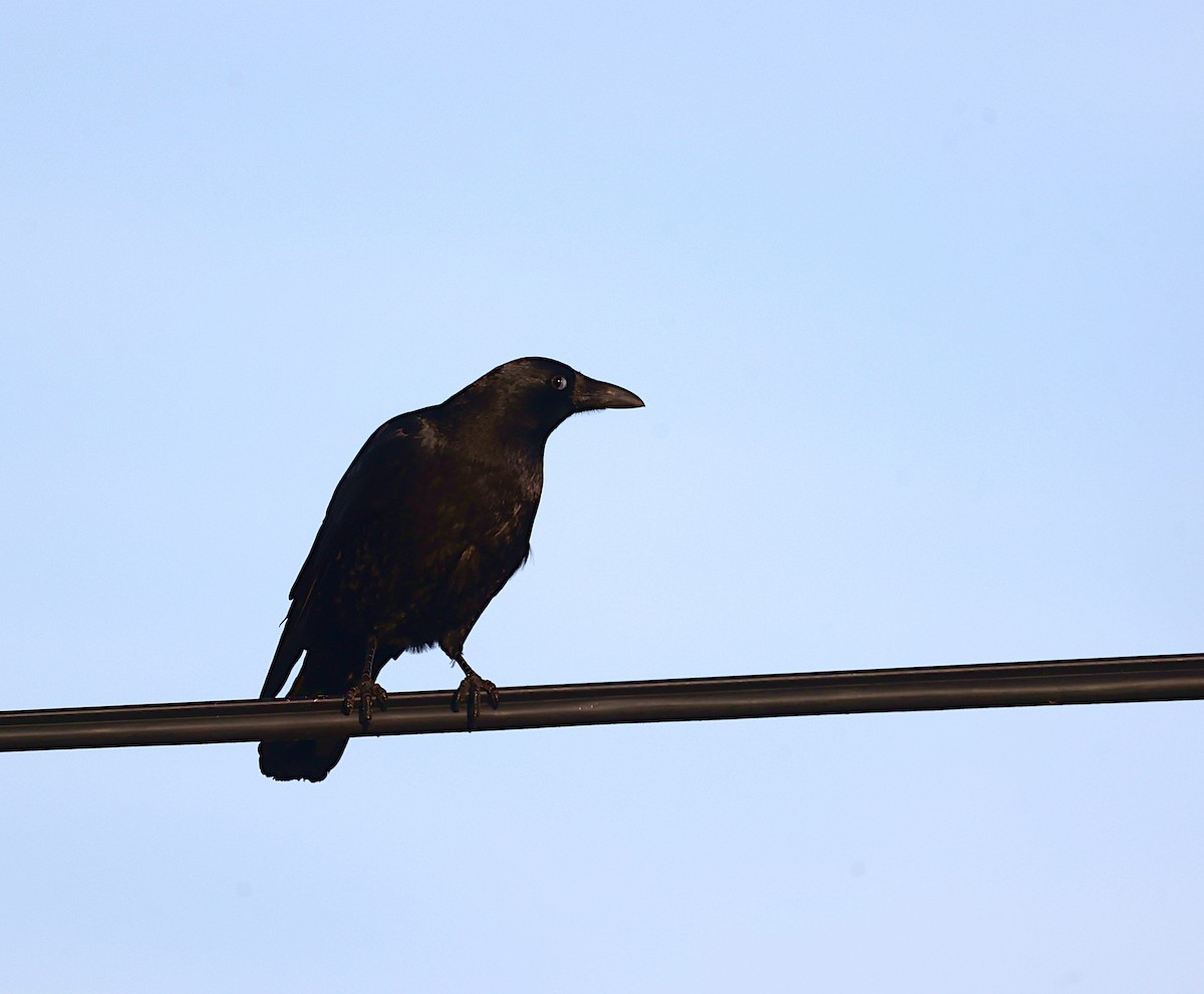 Carrion Crow - ML645951322
