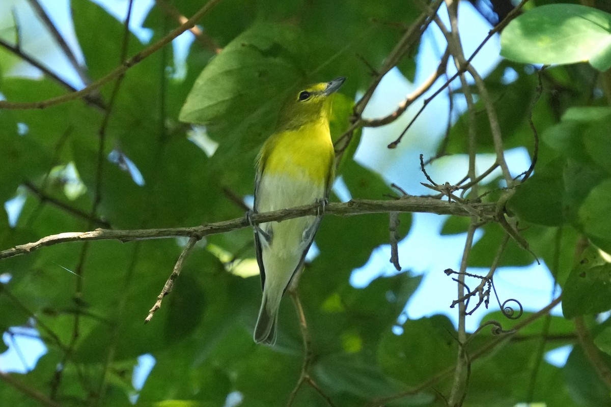 Yellow-throated Vireo - ML645951323