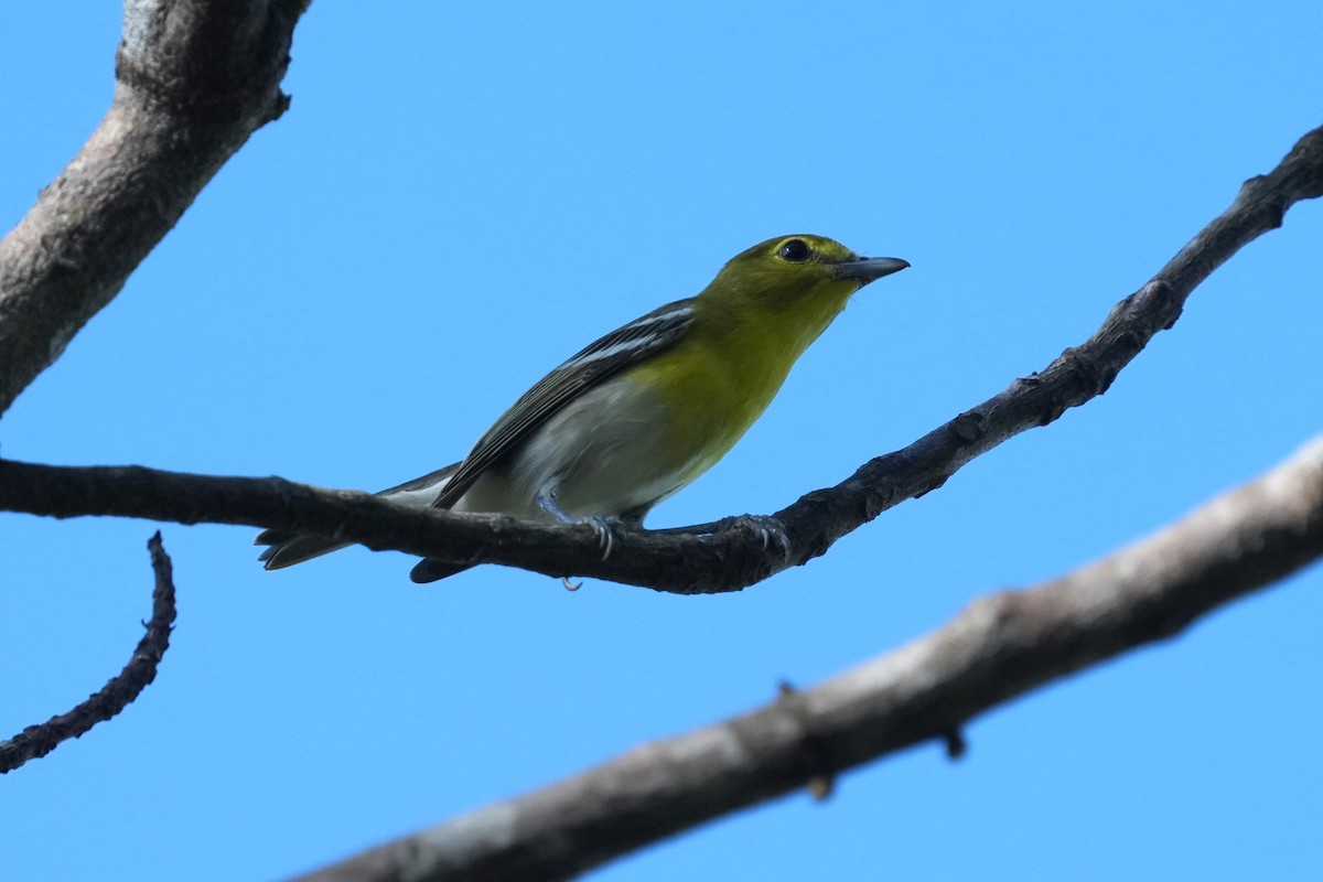 Yellow-throated Vireo - ML645951324