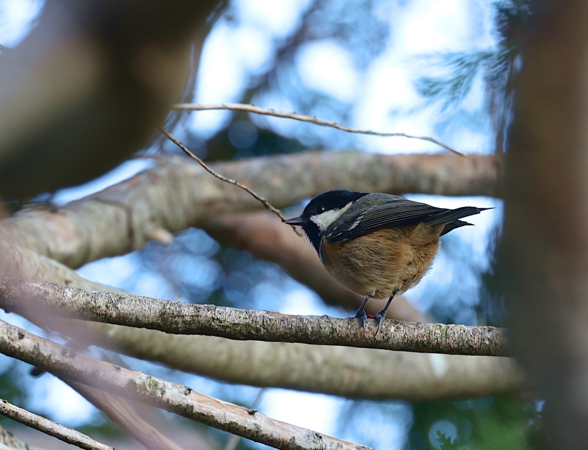 Coal Tit - ML645951332