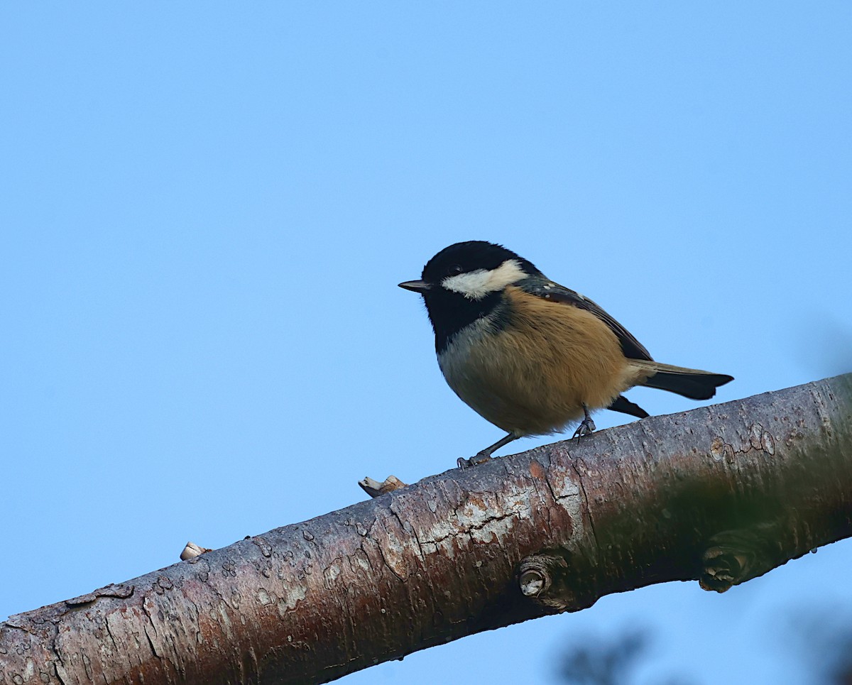 Coal Tit - ML645951335