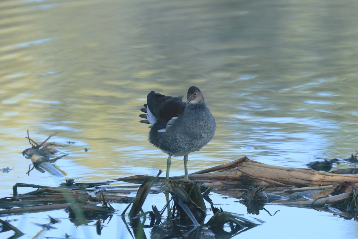 slípka americká - ML645951342