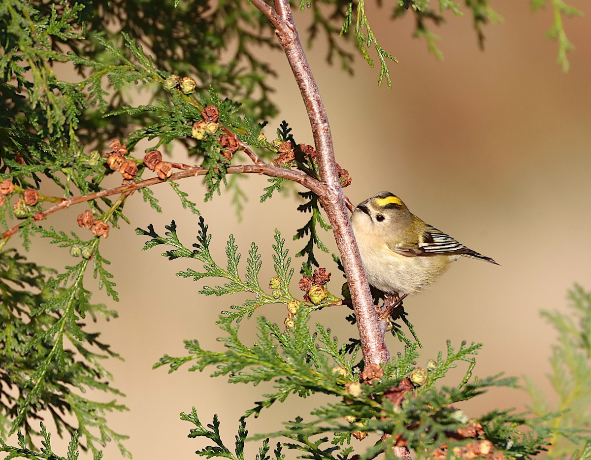 Goldcrest - ML645951343