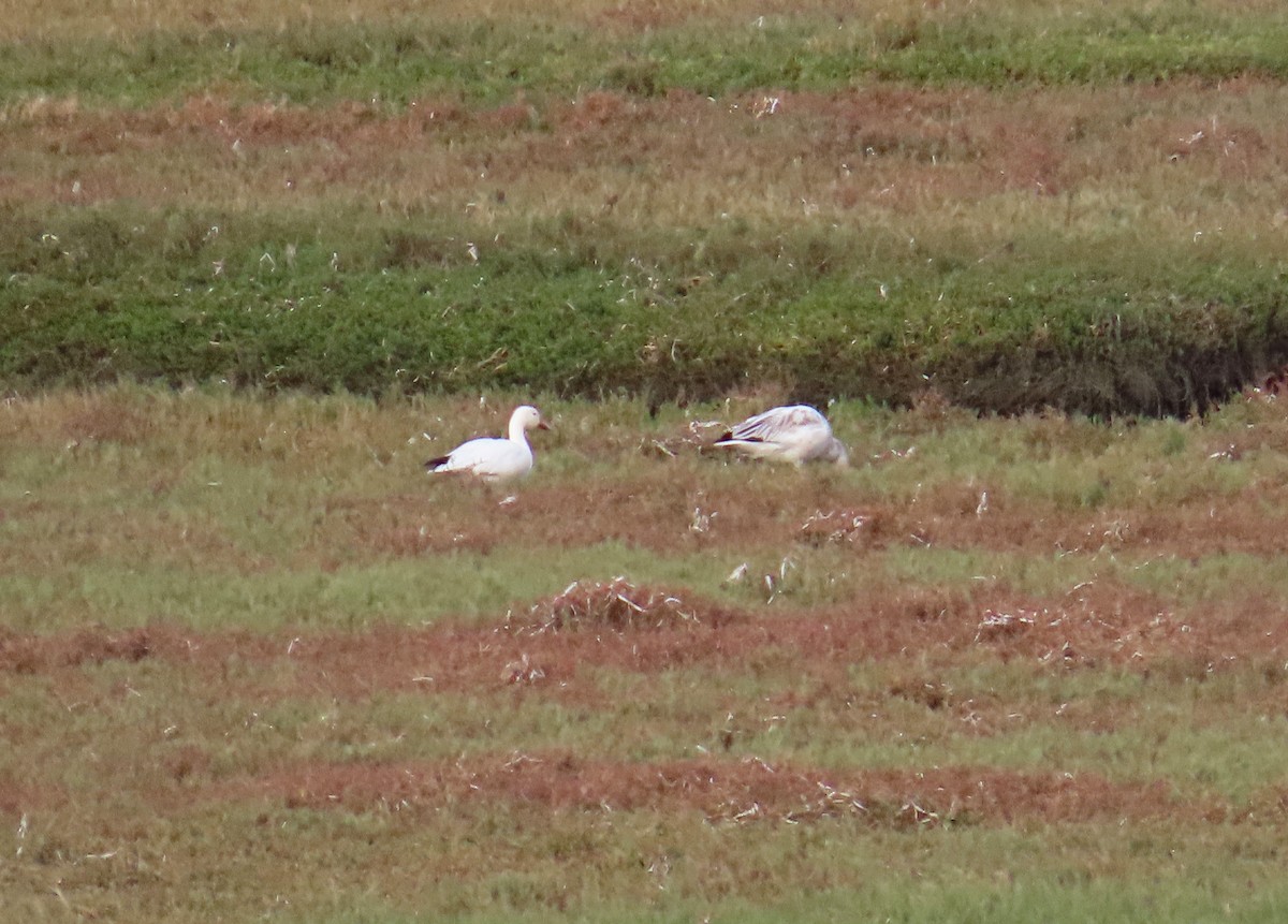 Snow Goose - ML645951344