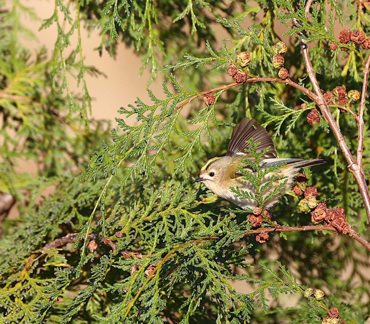 Goldcrest - ML645951346