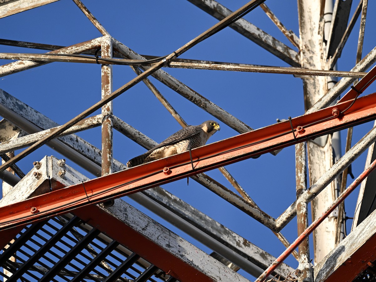 Peregrine Falcon - ML645951347