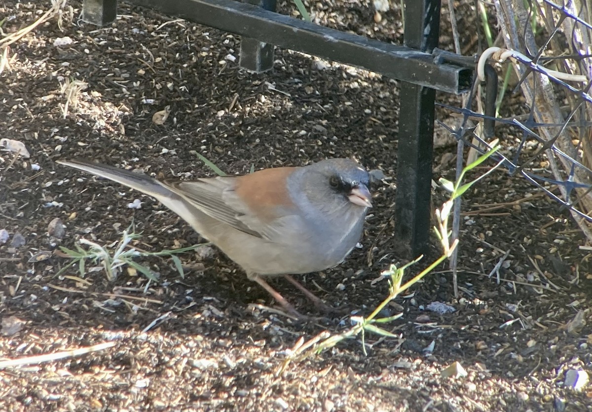 Dark-eyed Junco (Red-backed) - ML645951348
