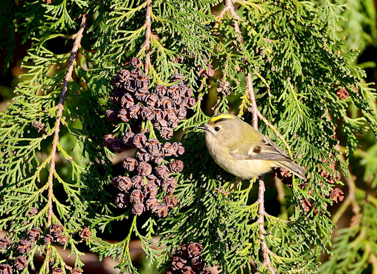 Goldcrest - ML645951350