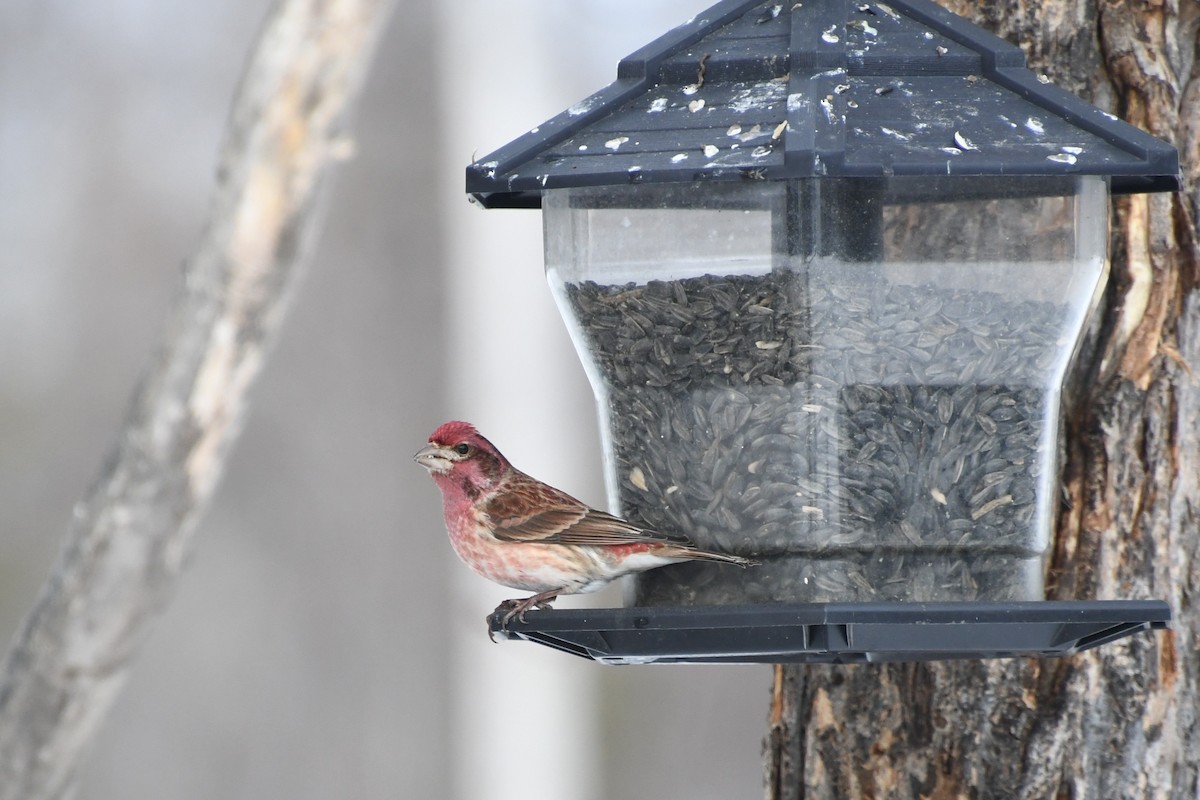 Purple Finch (Eastern) - ML645951351