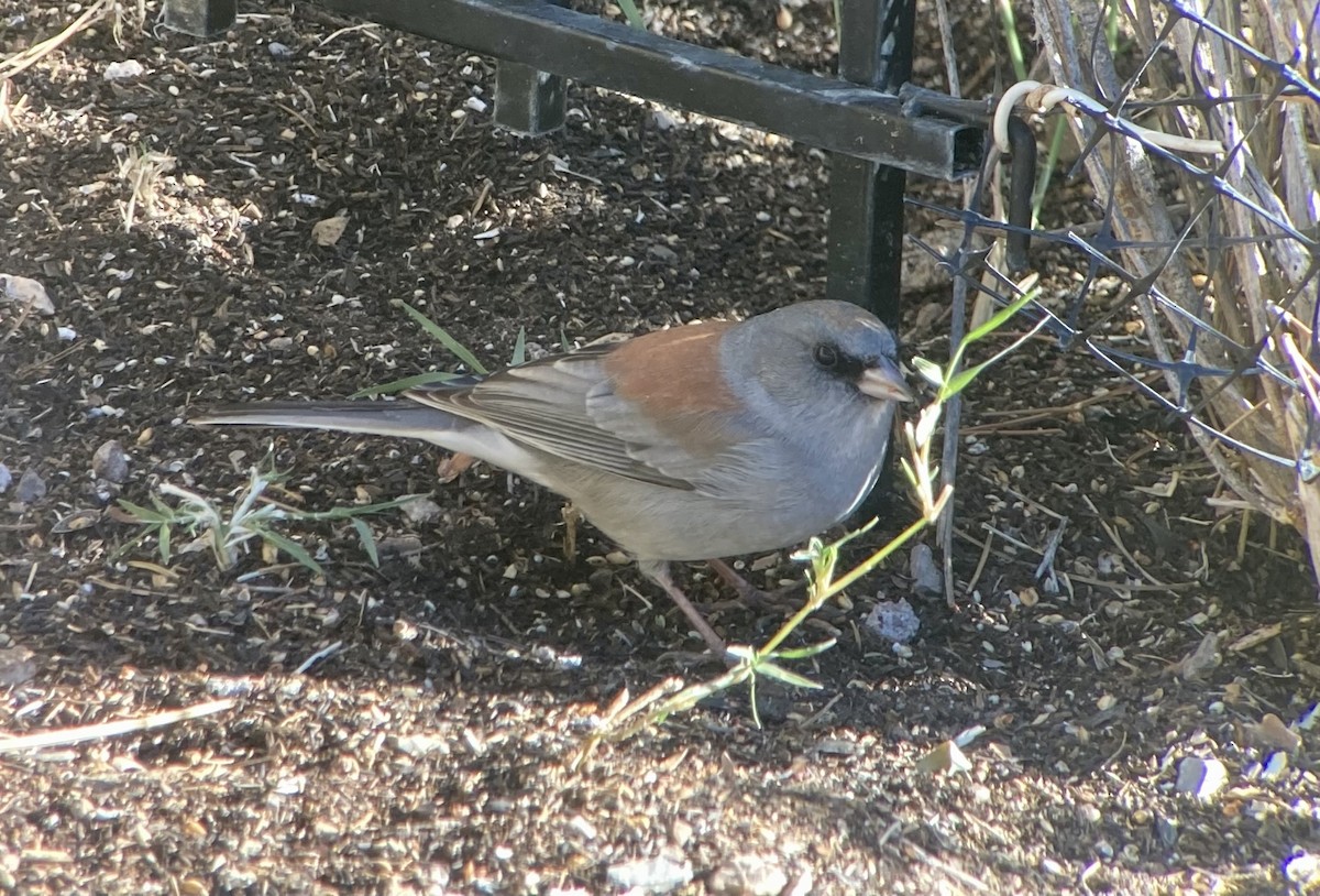Dark-eyed Junco (Red-backed) - ML645951355