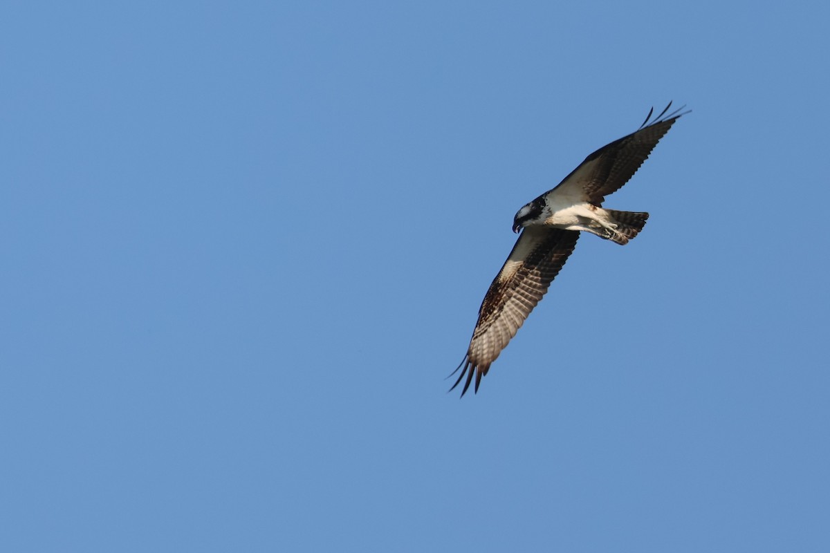 Osprey (American) - ML645951358