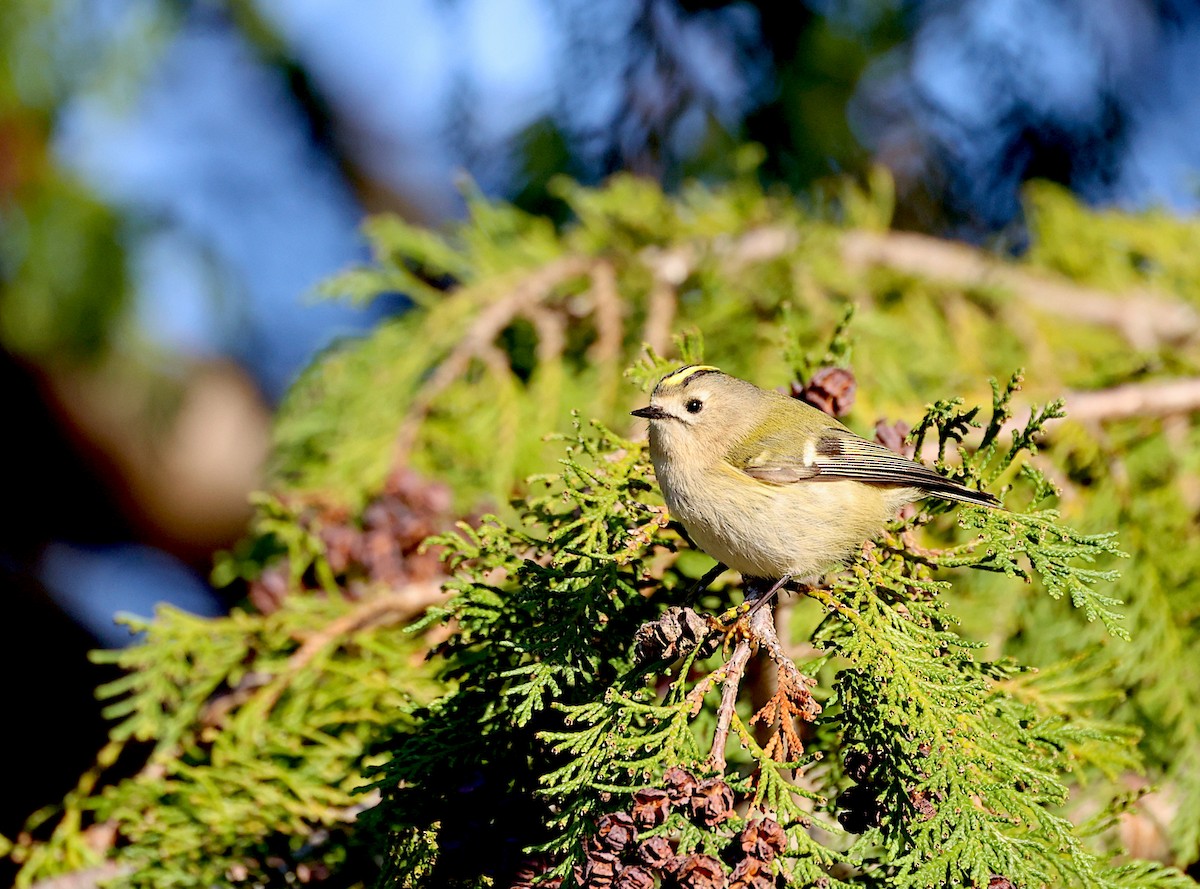 Goldcrest - ML645951359