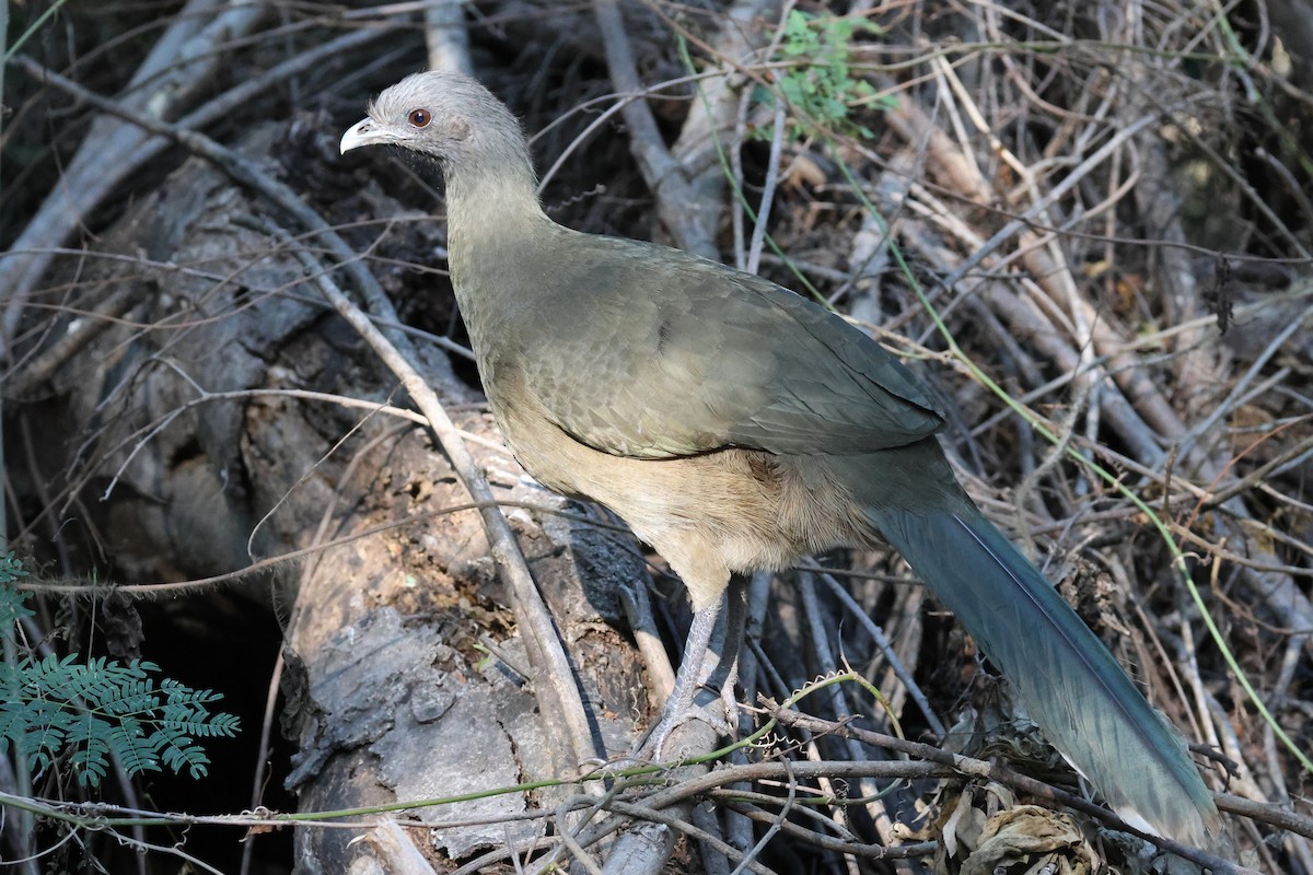 Plain Chachalaca - ML645951361