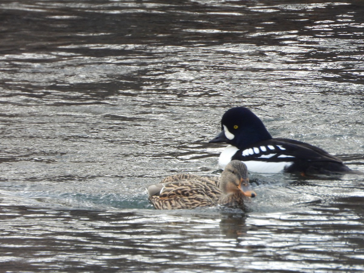 キタホオジロガモ - ML645951362