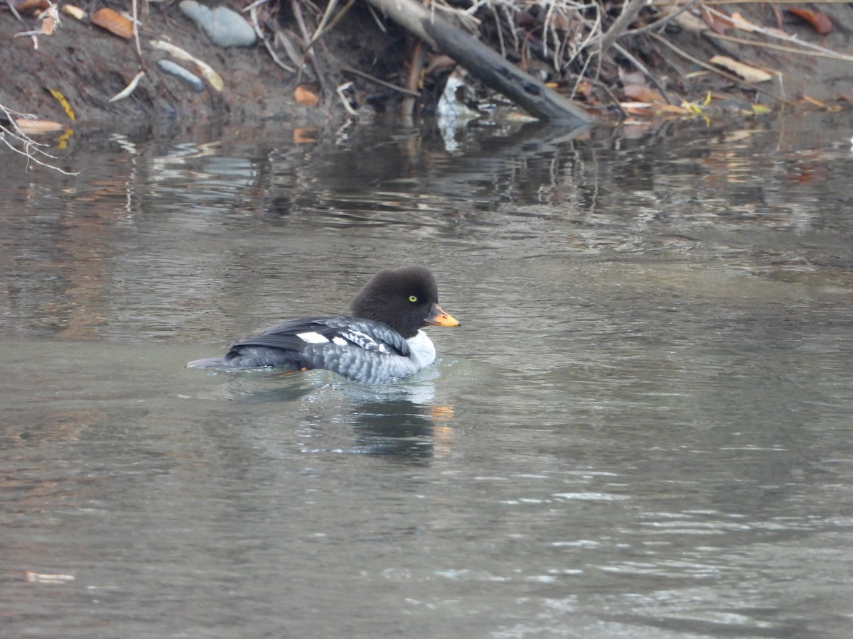 キタホオジロガモ - ML645951363