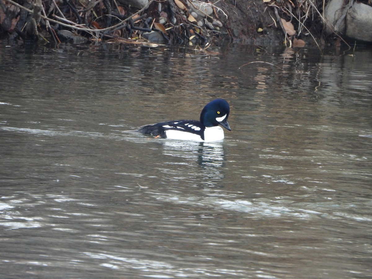 キタホオジロガモ - ML645951368