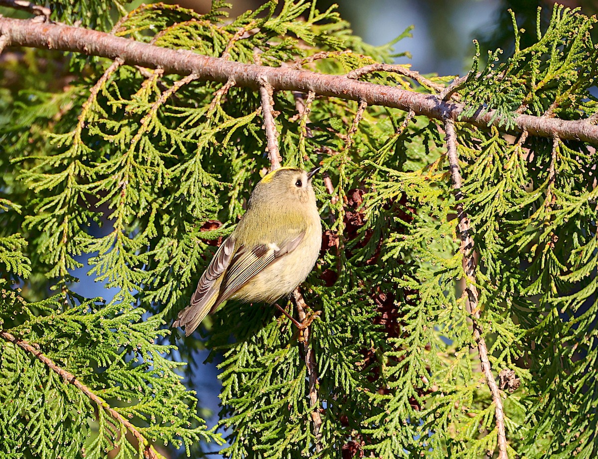 Goldcrest - ML645951369
