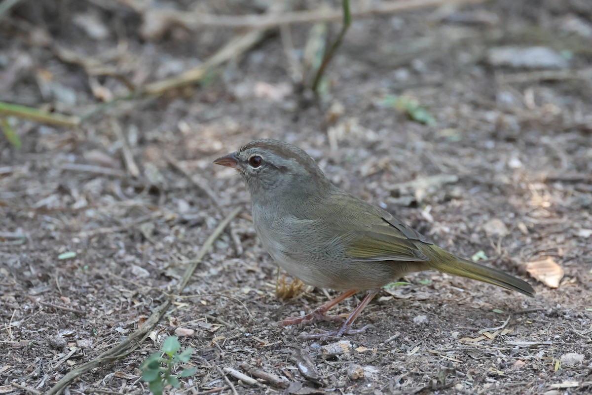 Olive Sparrow - ML645951370