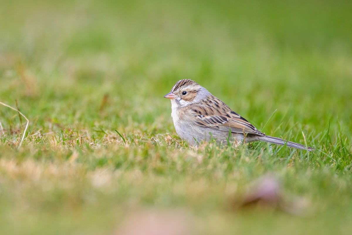 Clay-colored Sparrow - ML645951376