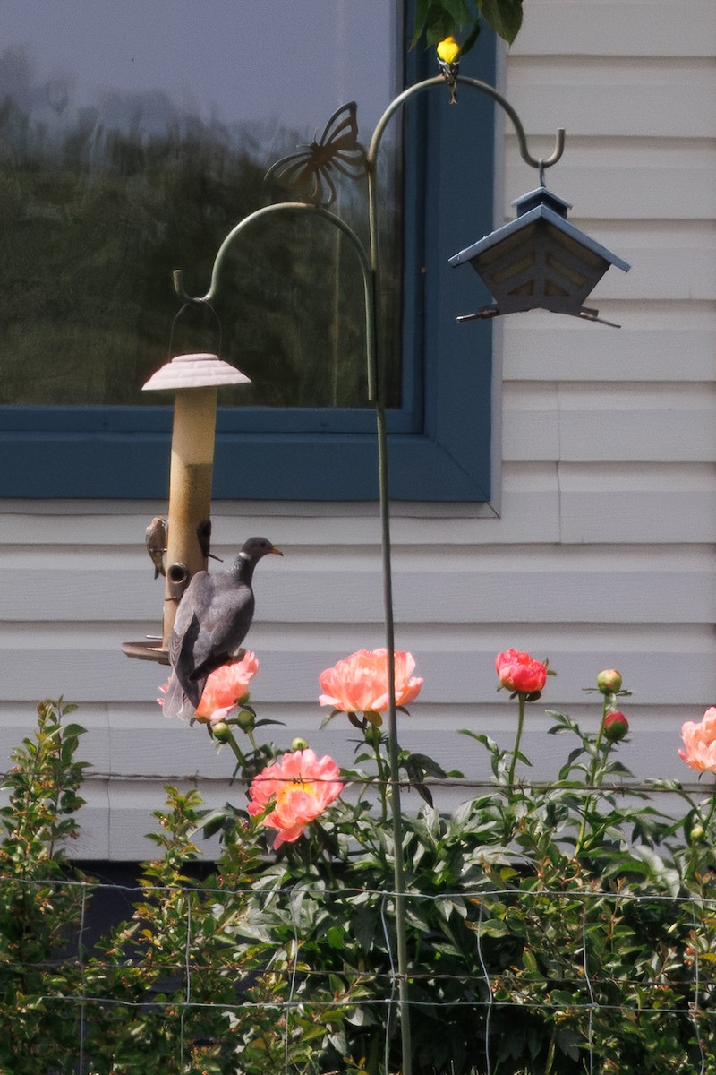 Band-tailed Pigeon - ML645951385